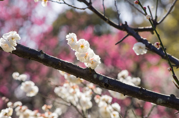 白梅の花