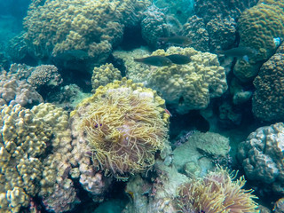 Fototapeta na wymiar Underwater scene of a coral reef in thailand