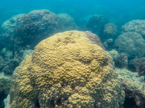 Fototapeta Underwater scene of a coral reef in thailand
