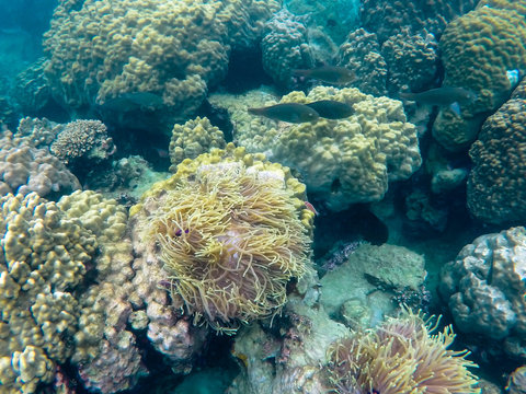 Fototapeta Underwater scene of a coral reef in thailand