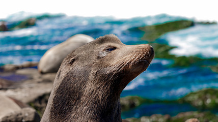 Seal lazy