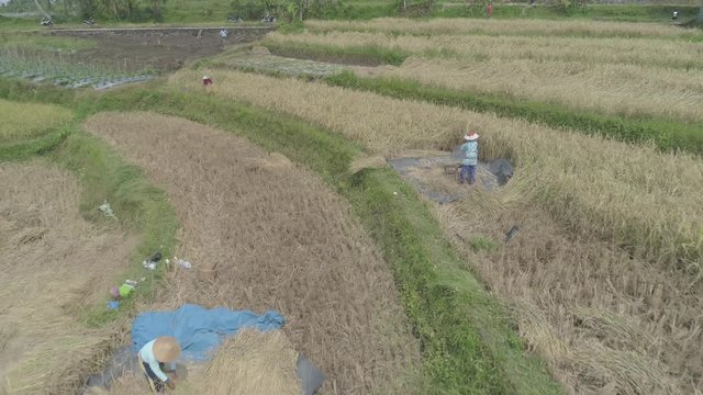 Rice field in aerial cinematic footage,  Yogyakarta, Indonesia - April 2018