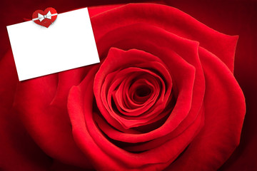 Close up of red rose against white card