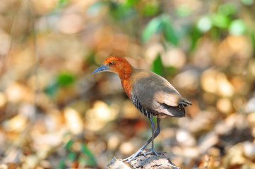 Slaty-legged Crake or Banded Crake