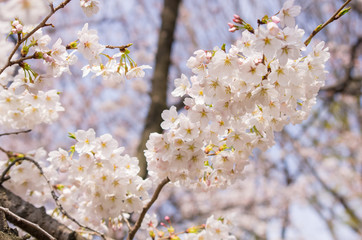 見頃の桜