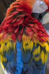 Fototapeta premium Beautiful scarlet macaw feathers