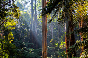 Obraz premium Światło słoneczne wpadające przez korony drzew - rodzimy las australijski