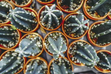 たくさん並ぶサボテンの鉢