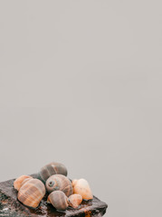 multicolored spiral seashells