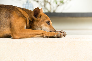 Alone Dog sit on the ground,Warm tone.