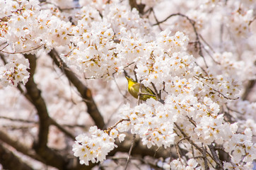 メジロと満開の桜