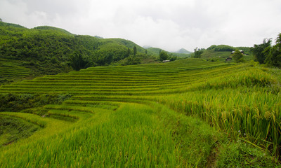 Fototapeta na wymiar Lao Chai is little town in the valley that is famous about rice field terrace