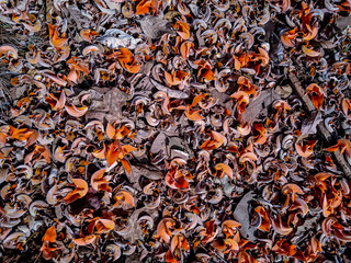Flame of Forest Flowers in India...