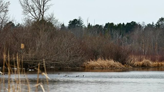 Common Goldeneye ducks, bucephala clangula, courting on lake in Bemidji Minnesota
