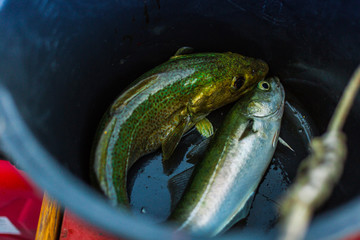 Freshly caught fish pollack in a bucket on the boat.