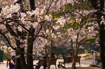 公園の桜の風景