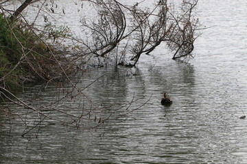 Close up the brown teal floating and reflection on the water in the park