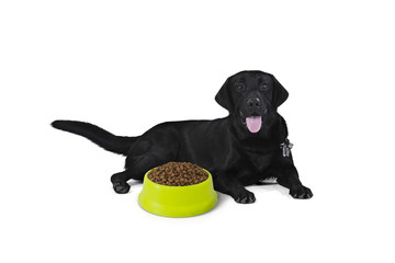 Black labrador retriever puppy 1 year old, sitting wait for eat the food, isolated on white background