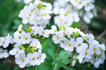 White flowers on a meadow