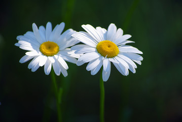 Naklejka premium summer flowers camomile blossoms on meadow