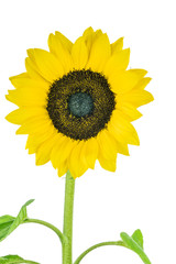 Obraz premium Sunflower with white background