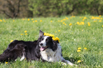 Border Collie with a wreath of dandelion on the head is lying at the blossoming dandelion meadow. There is plenty of space on the top of the photo