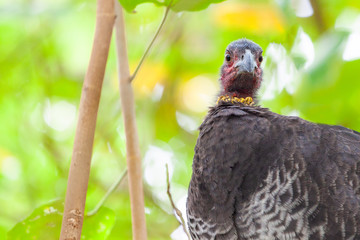 Brush-turkey native Australian bird closeup