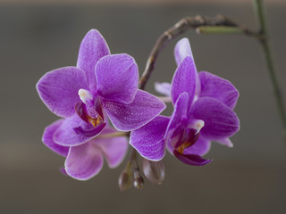 Obraz premium orchid flowers on a wooden background. 