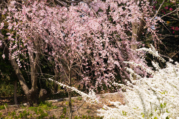 枝垂桜と雪柳