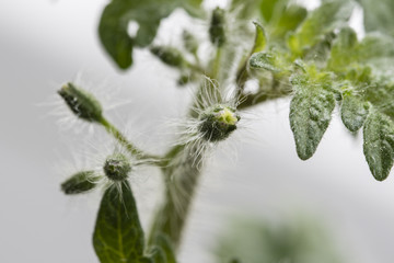 Flowers of tomato blossom.