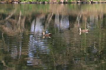 Close up the brown teal floating and reflection on the water in the park