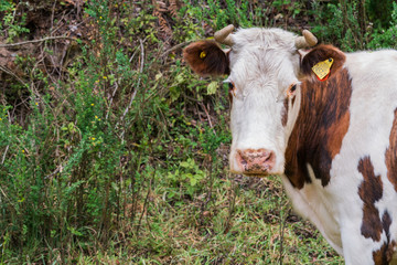 Naklejka na ściany i meble Cow on a summer pasture