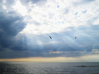 Fototapeta na wymiar Seagulls fly over the sea.