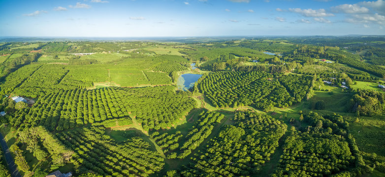 Aerial panorama of Macadamia Farm at sunset in New South Wales, Australia