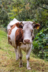 Cow on a summer pasture
