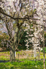 枝垂桜