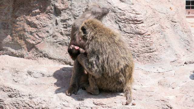 アヌビスヒヒ Images Browse 69 Stock Photos, Vectors, and Video Adobe Stock