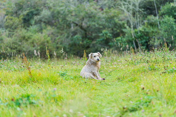 Fototapeta premium White dog sitting on the grass
