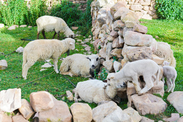 Obraz premium Flock of sheep and newborn lamb in the countryside.