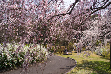 公園の風景・枝垂桜と雪柳