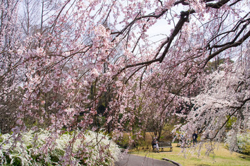 枝垂桜