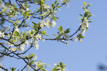 White plum blossoms.