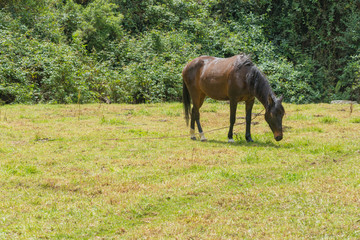 horse eating grass