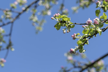 Pump of apple blossom.