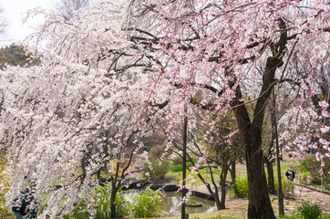 枝垂桜