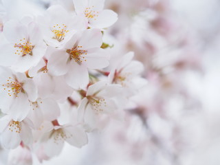 Fototapeta premium 美しいソメイヨシノ