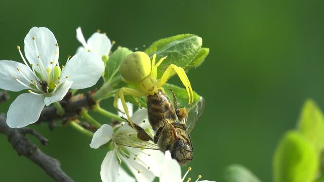 Insect Crab Spider attacked bee, yellow Misumenoides, sits in flower, macro, outdoors, on green background, animal, meadow, field, forest, garden, Arthropoda, Arachnida, Thomisidae, Misumenoides