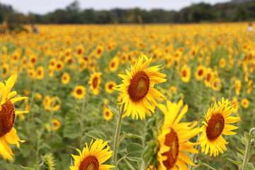 Yellow flowers field sunflower