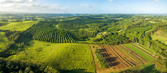 Aerial panorama of agricultural fields and macadamia farm at sunset in New South Wales, Australia