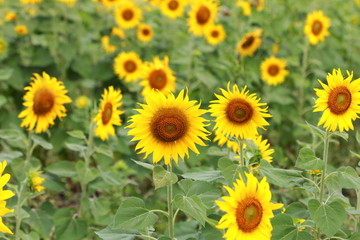 Yellow flowers field sunflower